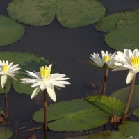 Nymphaea pubescens Willd.